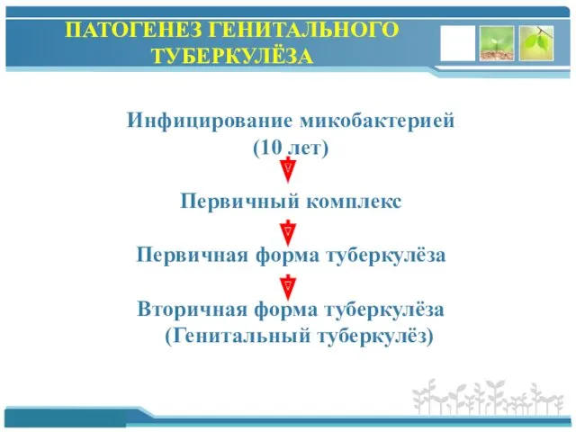 ПАТОГЕНЕЗ ГЕНИТАЛЬНОГО ТУБЕРКУЛЁЗА Инфицирование микобактерией (10 лет) Первичный комплекс Первичная