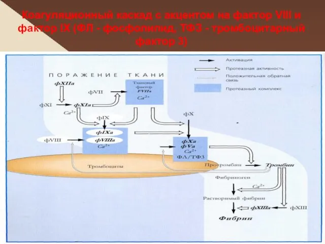 Коагуляционный каскад с акцентом на фактор VIII и фактор IX