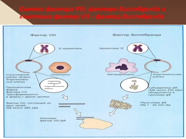 Синтез фактора VIII, фактора Виллебранда и комплекса фактор VIII - фактор Виллебранда