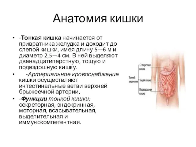 Анатомия кишки -Тонкая кишка начинается от привратника желудка и доходит до слепой кишки,