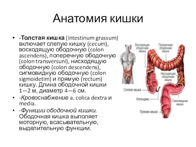Анатомия кишки -Толстая кишка (intestinum grassum) включает слепую кишку (cecum), восходящую ободоч­ную (colon