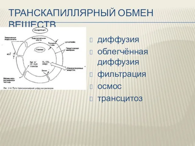 ТРАНСКАПИЛЛЯРНЫЙ ОБМЕН ВЕЩЕСТВ диффузия облегчённая диффузия фильтрация осмос трансцитоз