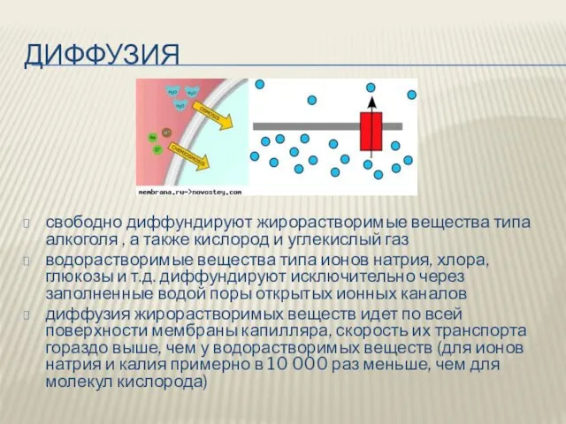 ДИФФУЗИЯ свободно диффундируют жирорастворимые вещества типа алкоголя , а также