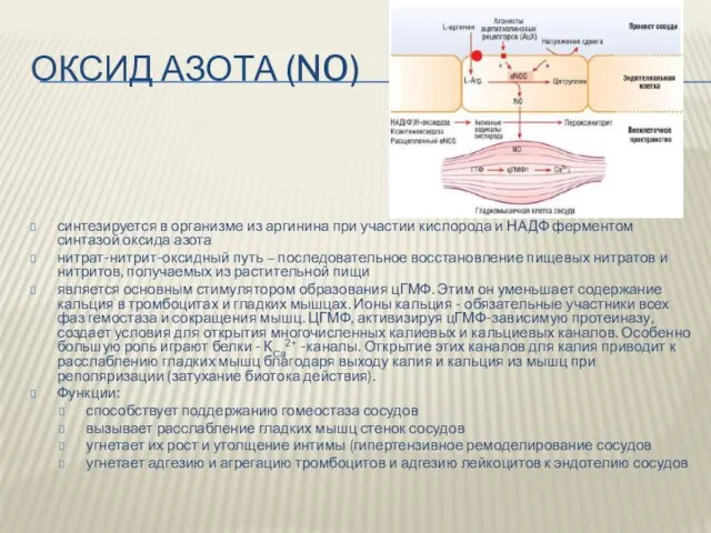 ОКСИД АЗОТА (NO) синтезируется в организме из аргинина при участии кислорода и НАДФ