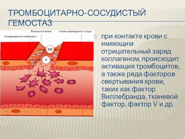 ТРОМБОЦИТАРНО-СОСУДИСТЫЙ ГЕМОСТАЗ при контакте крови с имеющим отрицательный заряд коллагеном,