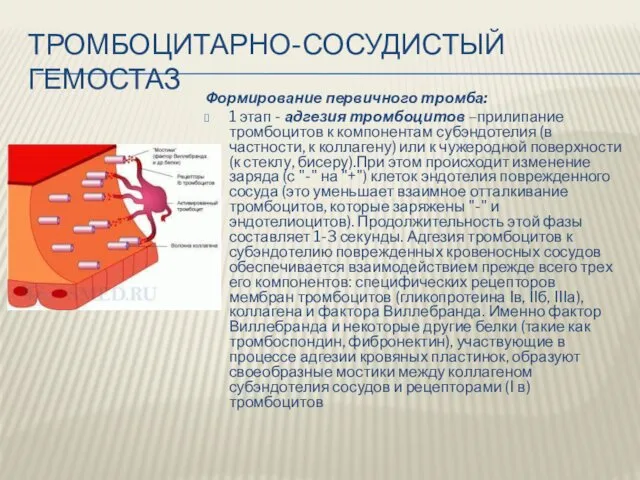 ТРОМБОЦИТАРНО-СОСУДИСТЫЙ ГЕМОСТАЗ Формирование первичного тромба: 1 этап - адгезия тромбоцитов –прилипание тромбоцитов к