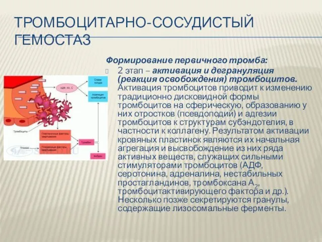 ТРОМБОЦИТАРНО-СОСУДИСТЫЙ ГЕМОСТАЗ Формирование первичного тромба: 2 этап – активация и дегрануляция (реакция освобождения)