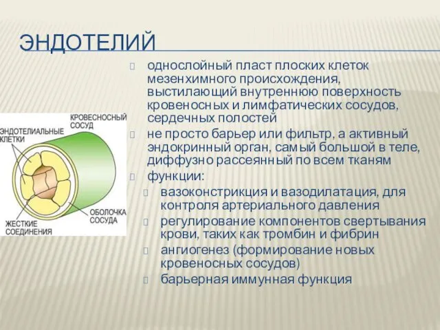 ЭНДОТЕЛИЙ однослойный пласт плоских клеток мезенхимного происхождения, выстилающий внутреннюю поверхность кровеносных и лимфатических