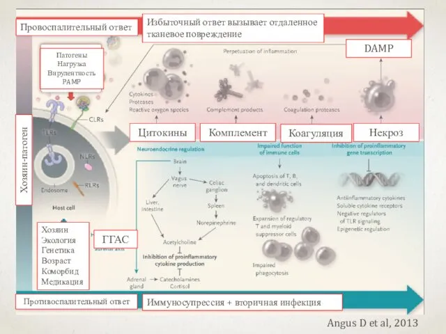 Angus D et al, 2013 Патогены Нагрузка Вирулентность PAMP Хозяин-патоген