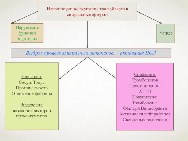 Неполноценное вживание трофобласта в спиральные артерии Нарушение функции эндотелия ССВО