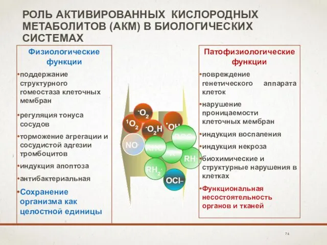 РОЛЬ АКТИВИРОВАННЫХ КИСЛОРОДНЫХ МЕТАБОЛИТОВ (АКМ) В БИОЛОГИЧЕСКИХ СИСТЕМАХ Физиологические функции