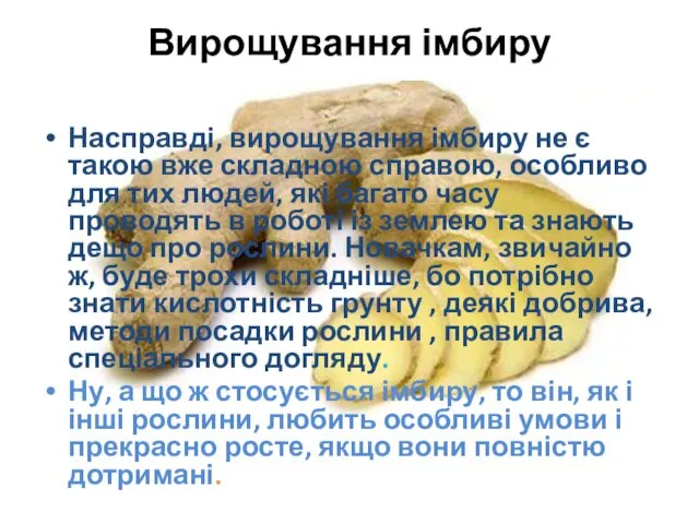 Вирощування імбиру Насправді, вирощування імбиру не є такою вже складною