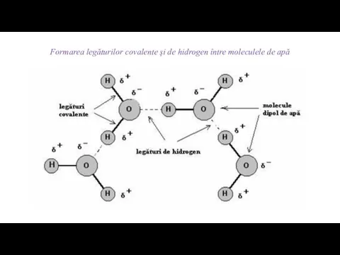 Formarea legăturilor covalente şi de hidrogen între moleculele de apă