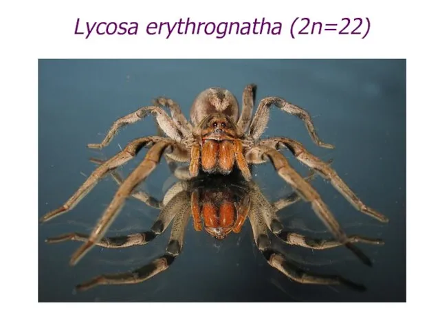 Lycosa erythrognatha (2n=22)