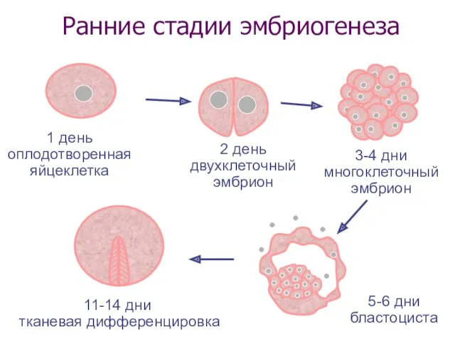 Ранние стадии эмбриогенеза