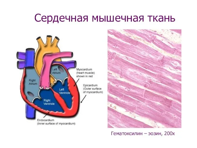 Сердечная мышечная ткань Гематоксилин – эозин, 200х
