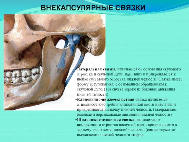 ВНЕКАПСУЛЯРНЫЕ СВЯЗКИ Латеральная связка, начинается от основания скулового отростка и