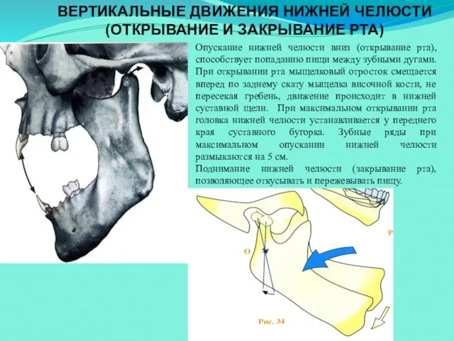 ВЕРТИКАЛЬНЫЕ ДВИЖЕНИЯ НИЖНЕЙ ЧЕЛЮСТИ (ОТКРЫВАНИЕ И ЗАКРЫВАНИЕ РТА) Опускание нижней