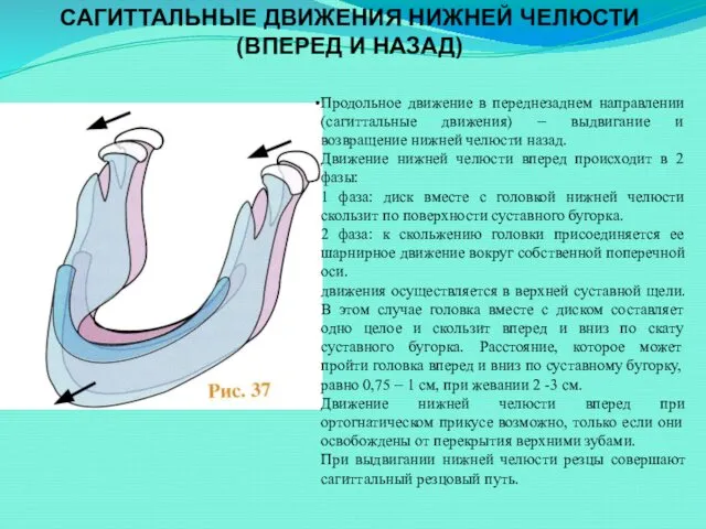 САГИТТАЛЬНЫЕ ДВИЖЕНИЯ НИЖНЕЙ ЧЕЛЮСТИ (ВПЕРЕД И НАЗАД) Продольное движение в