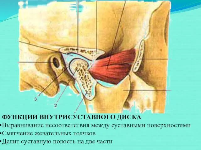 ФУНКЦИИ ВНУТРИСУСТАВНОГО ДИСКА Выравнивание несоответствия между суставными поверхностями Смягчение жевательных