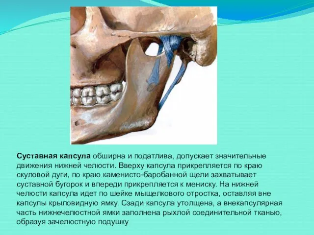 Суставная капсула обширна и податлива, допускает значительные движения нижней челюсти.