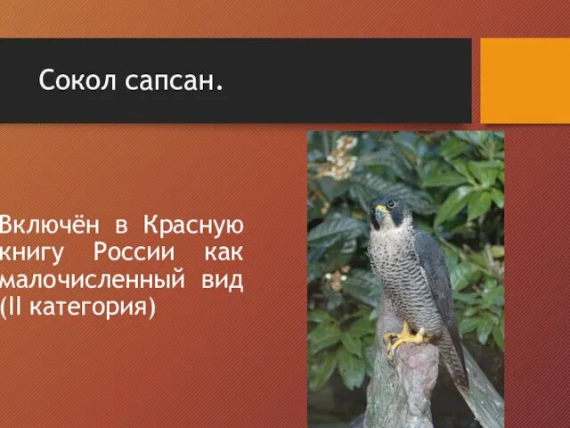 Сокол сапсан. Включён в Красную книгу России как малочисленный вид (II категория)