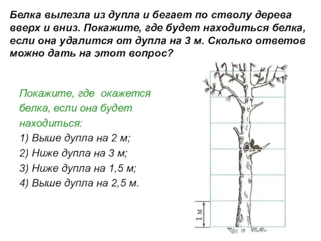 Белка вылезла из дупла и бегает по стволу дерева вверх и вниз. Покажите,