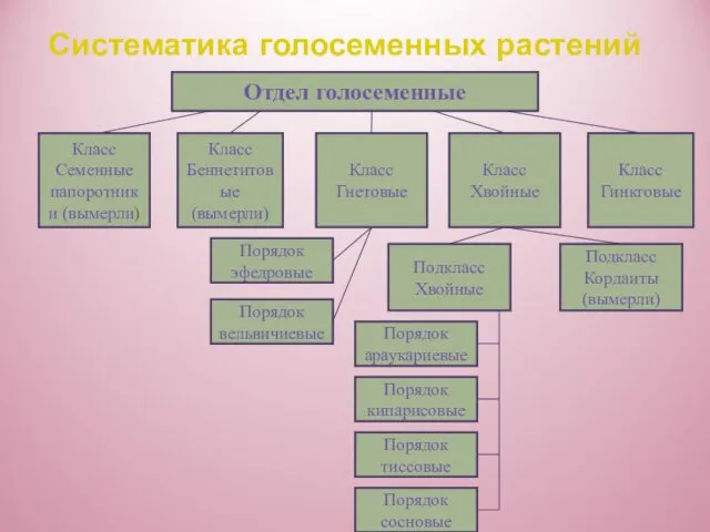 Систематика голосеменных растений