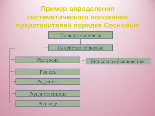 Пример определения систематического положения представителей порядка Сосновые