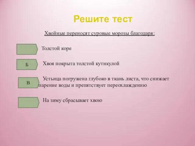 Решите тест Хвойные переносят суровые морозы благодаря: Толстой коре Хвоя