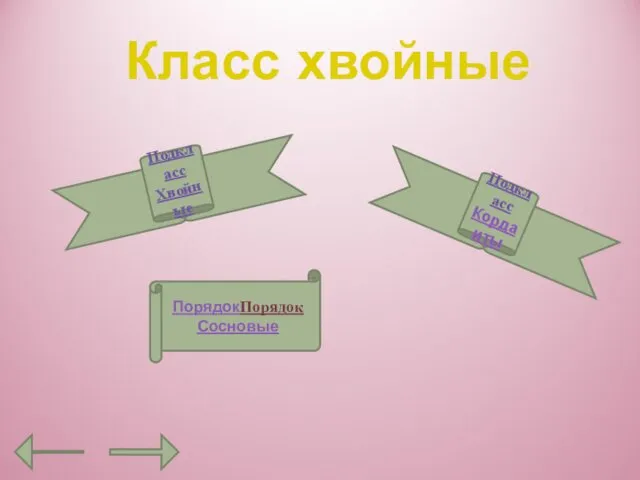 Класс хвойные Подкласс Хвойные Подкласс Кордаиты ПорядокПорядок Сосновые