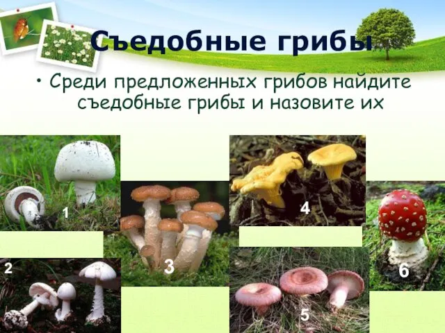 Съедобные грибы Среди предложенных грибов найдите съедобные грибы и назовите их 1 2