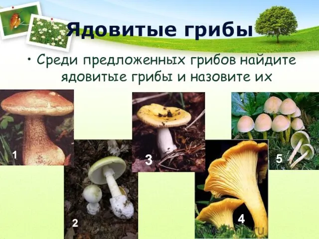 Ядовитые грибы Среди предложенных грибов найдите ядовитые грибы и назовите их 1 2 3 4 5