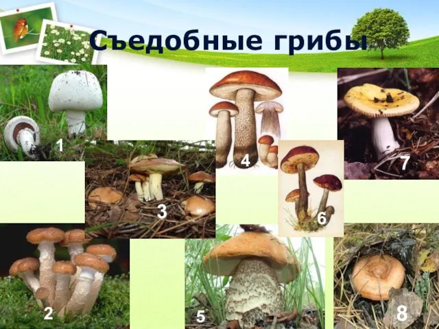 Съедобные грибы 1 2 3 4 5 6 7 8