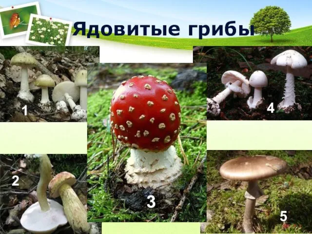 Ядовитые грибы 1 2 3 4 5