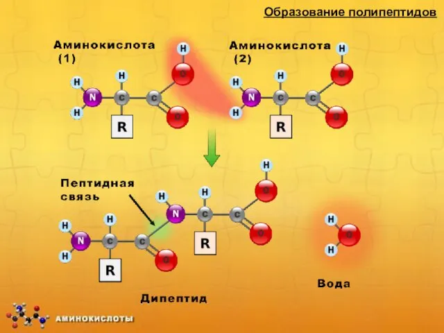 Образование полипептидов