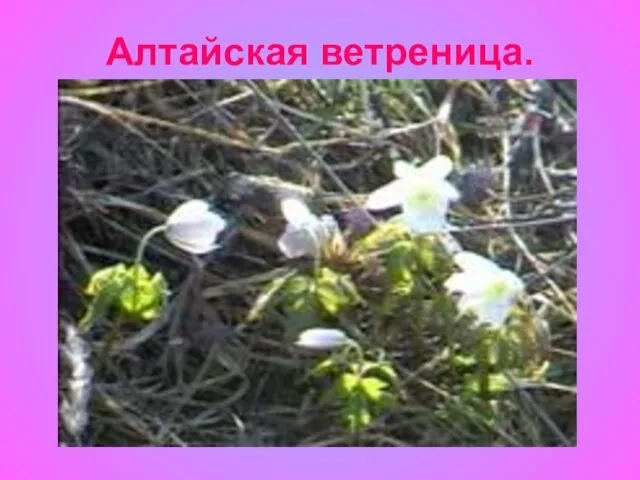 Алтайская ветреница.