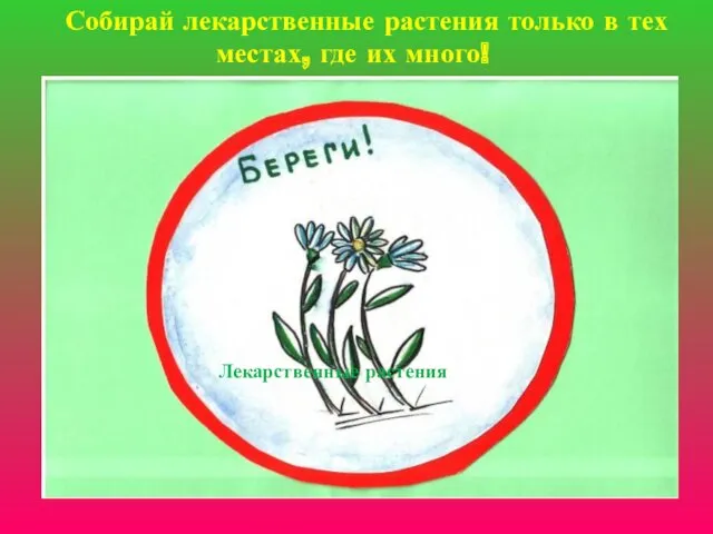 Собирай лекарственные растения только в тех местах, где их много! Лекарственные растения