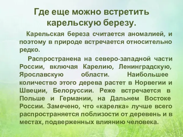 Где еще можно встретить карельскую березу. Карельская береза считается аномалией,