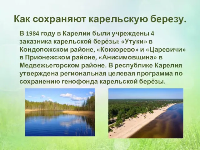 Как сохраняют карельскую березу. В 1984 году в Карелии были