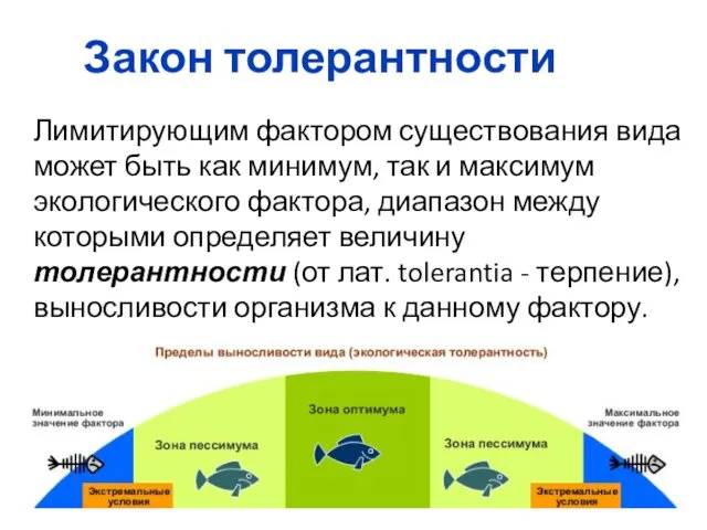 Закон толерантности Лимитирующим фактором существования вида может быть как минимум,