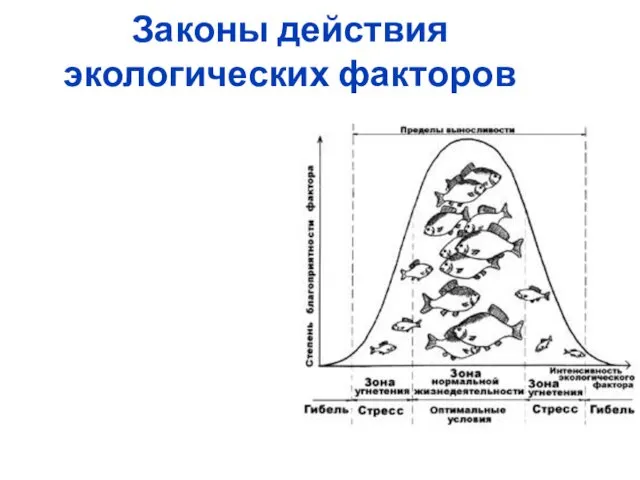 Законы действия экологических факторов