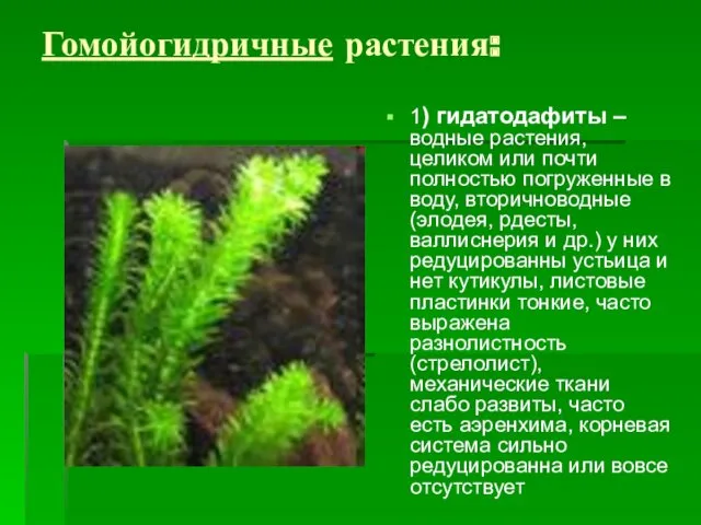 Гомойогидричные растения: 1) гидатодафиты – водные растения, целиком или почти