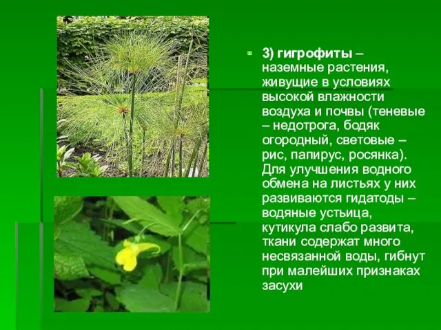 3) гигрофиты – наземные растения, живущие в условиях высокой влажности