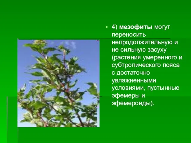 4) мезофиты могут переносить непродолжительную и не сильную засуху (растения