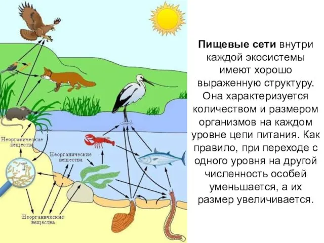 Пищевые сети внутри каждой экосистемы имеют хорошо выраженную структуру. Она