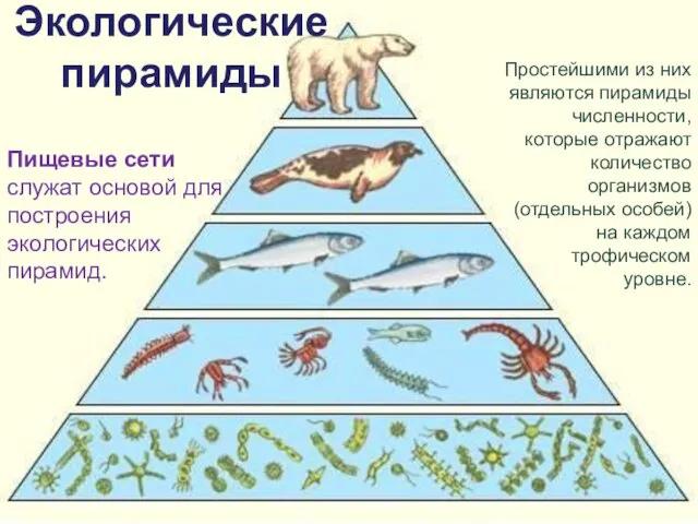 Экологические пирамиды Простейшими из них являются пирамиды численности, которые отражают