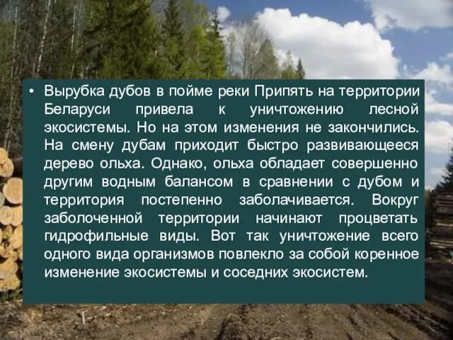 Вырубка дубов в пойме реки Припять на территории Беларуси привела