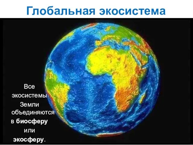 Глобальная экосистема Все экосистемы Земли объединяются в биосферу или экосферу.