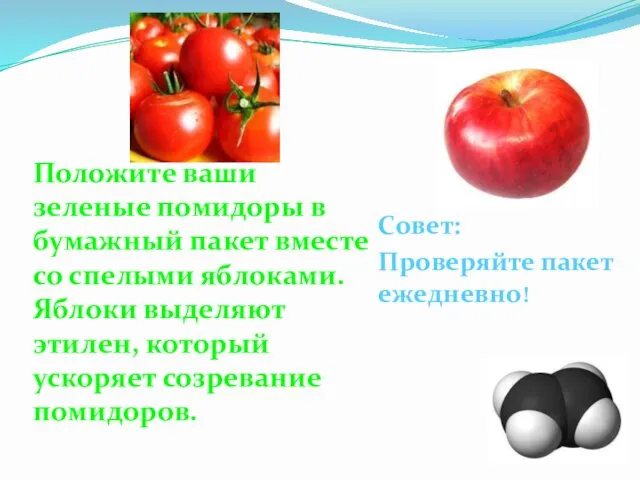 Положите ваши зеленые помидоры в бумажный пакет вместе со спелыми